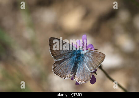 Gemeinsame Blau, ein Schmetterling Stockfoto