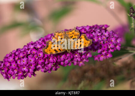 Komma Schmetterling (C-Falter) auf Buddleja Stockfoto