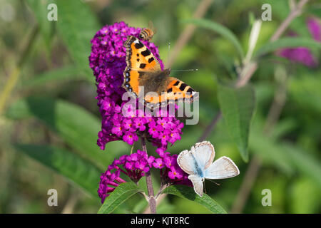 Blauer Blau und kleine Schildkröten im Schmetterlingsbusch Stockfoto