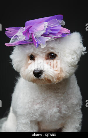 Wunderschöne bichon frisee Hund in süßen hat Stockfoto