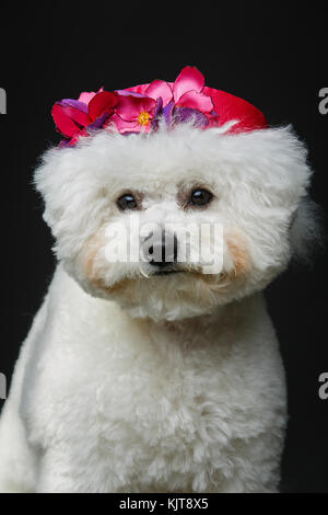 Wunderschöne bichon frisee Hund in süßen hat Stockfoto