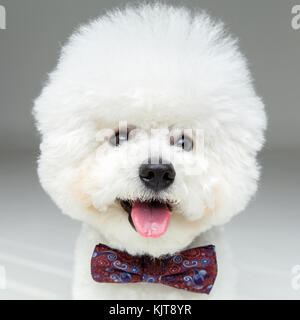 Wunderschöne bichon frisee Hund in bowtie Stockfoto