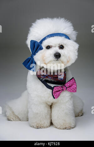 Wunderschöne bichon frisee Hund in bowties Stockfoto