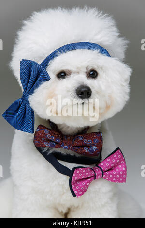 Wunderschöne bichon frisee Hund in bowties Stockfoto