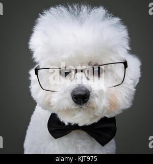 Wunderschöne bichon frisee Hund in bowtie und Gläser Stockfoto