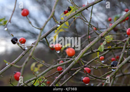 Beeren Hüften sind auf Nahaufnahme fotografiert. Stockfoto