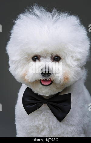 Wunderschöne bichon frisee Hund in bowtie Stockfoto