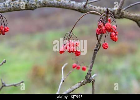 Die Viburnum-Beeren werden aus der Nähe fotografiert Stockfoto