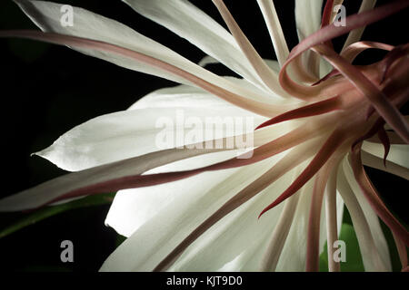 Studio Foto von einer Nacht blühende cereus Blume mit Licht Maltechnik. Stockfoto