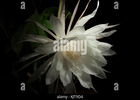 Studio Foto von einer Nacht blühende cereus Blume mit Licht Maltechnik. Stockfoto
