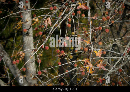 Hexen Grate Stockfoto