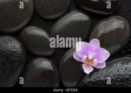 Light Pink Orchid liegen auf nassen schwarzen Steine. Von oben gesehen. spa-Konzept. Stockfoto