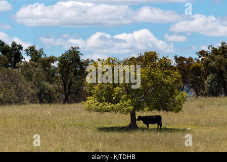 Kuh auf der Suche nach Schatten unter einem Baum auf der Ebenen der Wiesen - New South Wales, Australien. Stockfoto