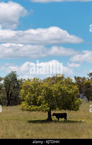 Kuh auf der Suche nach Schatten unter einem Baum auf der Ebenen der Wiesen - New South Wales, Australien. Stockfoto