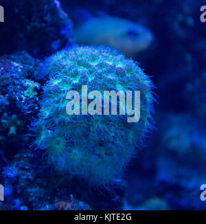 Coral closeup Detail unter blauen LED-Leuchten Stockfoto