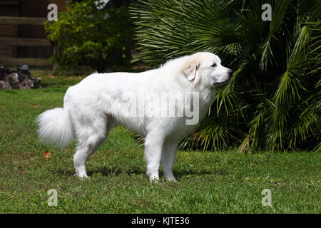 Pyrenean Mountain Dog Great Pyrenees Chien De Montagne Des