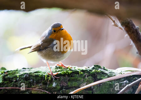 Red breasted Robin im Wald. wicksteed Park. Stockfoto