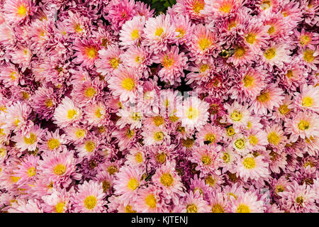 Nahaufnahme Hintergrund Foto von Mama rosa Blüten mit gelben Zentren. Stockfoto