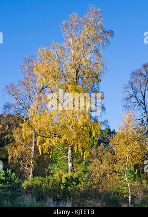 Bunt herbstliches Laub an Bäumen in Wäldern im Rothiemurchus Estate, Cairngorms, Scottish Highlands, sonnigen Herbsttag, Schottland, Großbritannien. Stockfoto