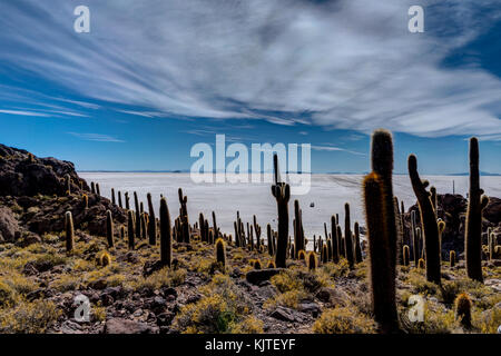 Foto im August 2017 in Uyuni in Bolivien, Südamerika: Isla Incahuasi im Salar de Uyuni cactus Insel genommen. Salar de Uyuni, der grösste Salzsee in der Stockfoto