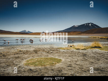 Foto im August 2017 im Altiplano Bolivien, Südamerika: Flamingos an der Laguna Canapa Altiplano Bolivien Salar de Uyuni Stockfoto