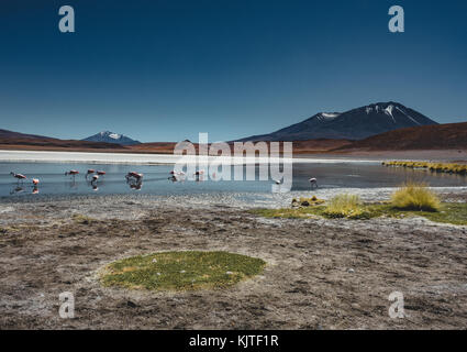 Foto im August 2017 im Altiplano Bolivien, Südamerika: Flamingos an der Laguna Canapa Altiplano Bolivien Salar de Uyuni Stockfoto