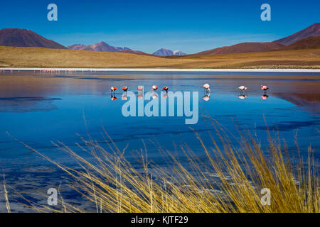 Foto im August 2017 im Altiplano Bolivien, Südamerika: rosa Flamingos Laguna Hedionda Altiplano Bolivien Stockfoto