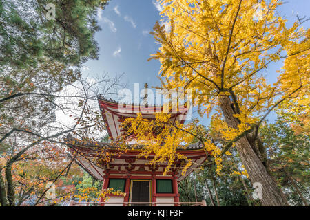 Ichou (ginkgo Baum) herbstliche Farben, Falllaub und Inschriften: rei-Spirit Tower' bei taho - Pagode des Chion-in Tempel, Kyoto, Kyoto, Stockfoto