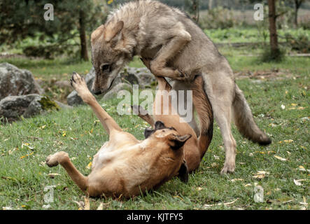 Junge graue Wolf stehend auf dem Feld. Litauen, Europa Stockfoto