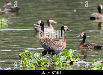 Weiß - Pfeifen konfrontiert Ente (dendrocygna viduata). Madagaskar, Afrika. Stockfoto