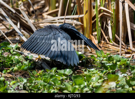 Ein schwarzer Reiher (egretta ardesiaca) bildet sich ein Vordach mit seinen Flügeln, und Fische fangen, die versuchen, im Schatten zu verstecken. Madagaskar, Afrika. Stockfoto