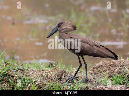 Eine hamerkop (scopus umbretta) Nahrungssuche im Reisfeld. Madagaskar, Afrika. Stockfoto