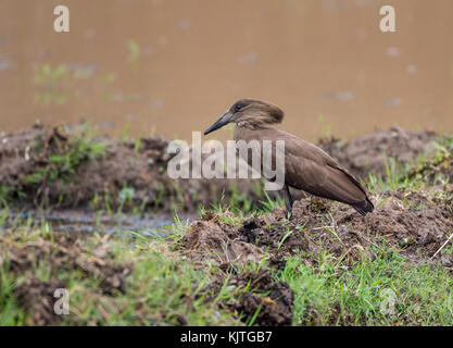 Eine hamerkop (scopus umbretta) Nahrungssuche im Reisfeld. Madagaskar, Afrika. Stockfoto