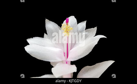 Chritsmas cactus Schlumbergera fine art Fotografie, Caracas, Venezuela Stockfoto