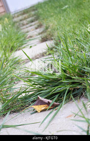 In der Nähe von Steinen im grünen Gras, die zu einem Hof, Halle Stockfoto