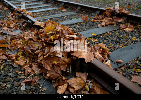 Herbstliche Blätter liegen auf einer Bahn gesammelt. Stockfoto