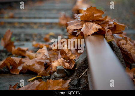 Herbstliche Blätter liegen auf einer Bahn gesammelt. Stockfoto