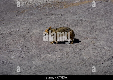 Foto im August 2017 im Altiplano Bolivien, Südamerika: Desert Fox Coyote Altiplano Bolivien Stockfoto