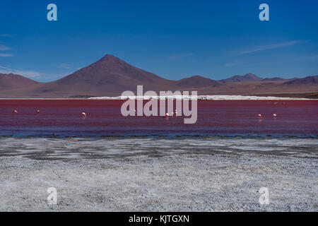 Foto im August 2017 im Altiplano Bolivien, Südamerika: rosa Flamingos an der Laguna Colorada Altiplano Bolivien genommen Stockfoto