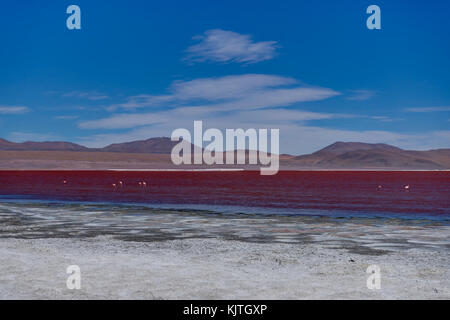 Foto im August 2017 im Altiplano Bolivien, Südamerika: rosa Flamingos an der Laguna Colorada Altiplano Bolivien genommen Stockfoto