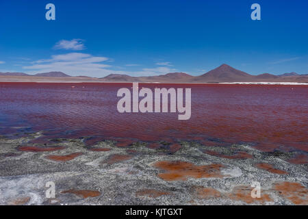 Foto im August 2017 im Altiplano Bolivien, Südamerika: rosa Flamingos an der Laguna Colorada Altiplano Bolivien genommen Stockfoto