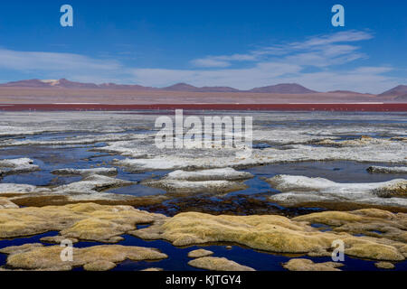 Foto im August 2017 im Altiplano Bolivien, Südamerika: rosa Flamingos an der Laguna Colorada Altiplano Bolivien genommen Stockfoto