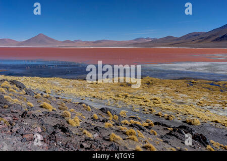 Foto im August 2017 im Altiplano Bolivien, Südamerika: rosa Flamingos an der Laguna Colorada Altiplano Bolivien genommen Stockfoto