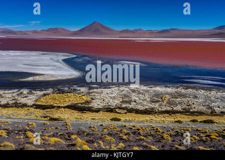 Foto im August 2017 im Altiplano Bolivien, Südamerika: rosa Flamingos an der Laguna Colorada Altiplano Bolivien genommen Stockfoto