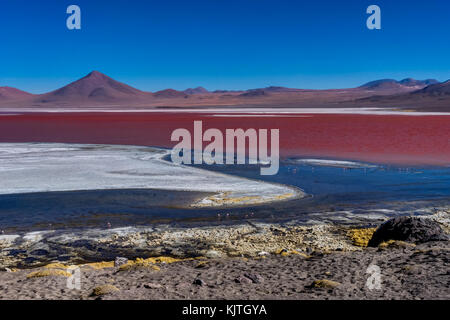 Foto im August 2017 im Altiplano Bolivien, Südamerika: rosa Flamingos an der Laguna Colorada Altiplano Bolivien genommen Stockfoto