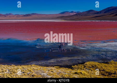 Foto im August 2017 im Altiplano Bolivien, Südamerika: rosa Flamingos an der Laguna Colorada Altiplano Bolivien genommen Stockfoto