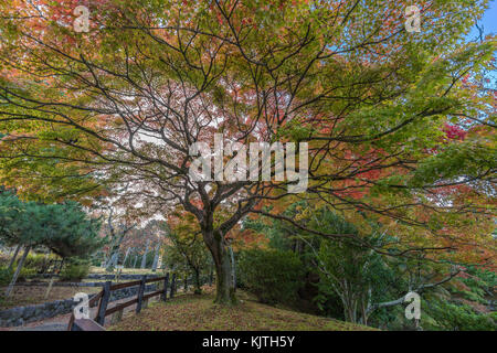 Momiji (Ahorn) Herbstliche Farben, Herbst Laub an Maruyama Park (Maruyama-Kouen) in der Nähe von Yasaka Schrein, Kyoto, Japan Stockfoto
