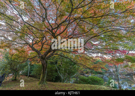 Momiji (Ahorn) Herbstliche Farben, Herbstlaub Teich Reflexionen an Maruyama Park (Maruyama-Kouen) in der Nähe von Yasaka Schrein, Kyoto, Japan Stockfoto