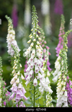 Digitalis purpurea. fingerhut im Garten. Stockfoto