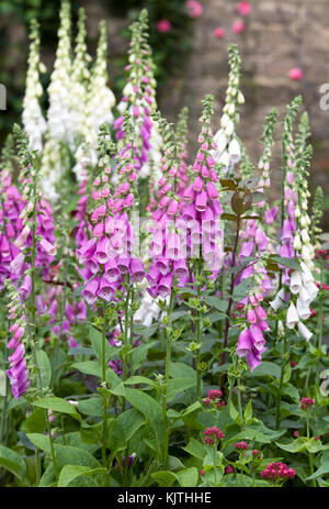 Digitalis purpurea. Fingerhut im Garten. Stockfoto